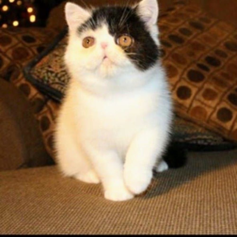 Meet your Posher, Atlas